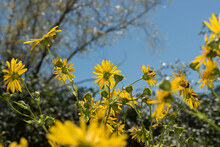 Cup Plant (Silphium Perfoliatum) With Yellow Blossoms On A Blue Sky With Trees