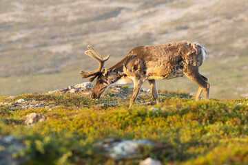 Close-up of domestic reindeer, Rangifer tarandus with large antlers walking in the mountains on an early summer morning at Urho Kekkonen National park, Northern Finland
