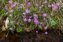 A Large Group Of Bright Pink Bird's-eye Primroses Blooming On The Bank Of A Ditch During A Late Spring Day In Estonia