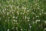 Fototapeta Dmuchawce - Field of white and fluffy, round balls of Dandelion seeds on a late spring evening in Estonia, Northern Europe.	