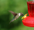 ruby throat hummingbird flying on the nectar feeder