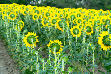 Canvas Print - back side of rows of sunflower blooming in the field in summer