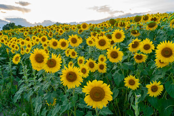 Canvas Print - sunflower blooming in the field in summer