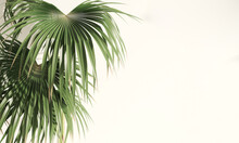 Realistic 3D Render Close Up Fresh Tropical Green Fan Palm Leaves Under The Sun On Beige Background. Summer, Natural, Beach, Hawaii, Copy Space, Trees, Sunscreen, Banner, Backdrop, Templates, Exotic.
