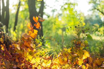 Poster - Autumn meadow