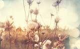 Fototapeta Krajobraz - Wildflowers