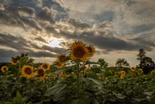 A Summer Evening At The Sunflower Field