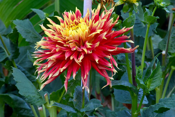 Canvas Print - Red Flame Dahlia