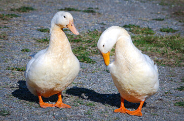 Wall Mural - Pekin Ducks walking down a path at Garden Lake in Rome Georgia.