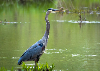 Wall Mural - Great Blue Heron standing in Garden Lake in Rome Georiga.