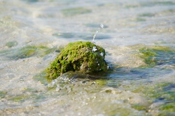 Poster - Waves and splashing water crashing against small rocks with seaweed