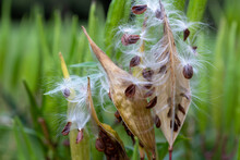 Macro Image Of Ripened Seed Pods On A Swamp Milkweed Plant (asclepias Incarnata) That Have Split Open, Yielding Seeds Containing Silky Floss For Airborne Dispersal