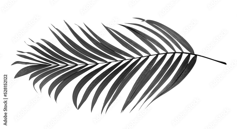 black leaves of palm tree on transparent background png file Stock ...