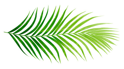 Canvas Print - Green leaves of palm tree isolated on tranaparent background png file