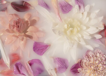 Pink And White Dahlia Flowers And Petals Floating In Milk Water