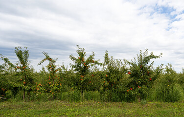 Sticker - apple orchard on a sunny day