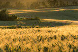Fototapeta Krajobraz - pole o zachodzie słońca