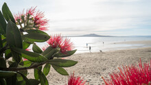 People And Dogs Walking At Takapuna Beach. Rangitoto Island Framed By Red Pohutukawa Flowers. Auckland.