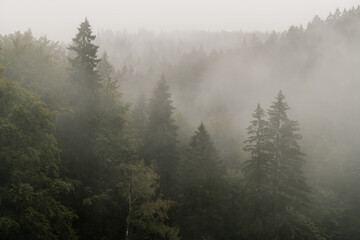 Fototapeta góra las jodła świerk spokojny