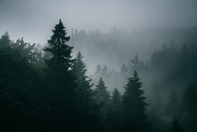 Misty Woodland, Trees In Fog