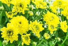 Yellow Chrysanthemum Flowers Close Up