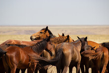 Horses Have Been An Important Part Of Human Civilization For Thousands Of Years. They Were Originally Domesticated In The Steppes Of Central Asia, And They Quickly Became Essential For Transportation.