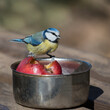 A blue tit on a feeder with an apple
