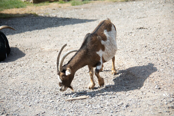 brown white domestic goats