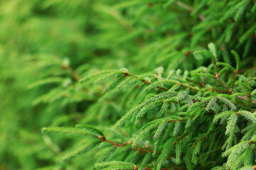 Wall Mural - green fresh fir branches seasonal background forest