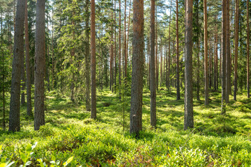  Lush and summery Pine grove in rural Estonia