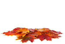 Heap Of Colorful Maple Leaves Isolated On White Background