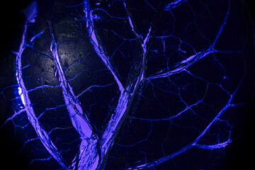 Aufkleber - Close up Beautiful abstract leaf in dark-blue neon light. Minimalism modern style concept. dark Background pattern for design. Macro photography view.