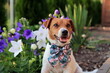 A little dog in the garden with a bow around his neck.
Mały piesek w ogrodzie z kokardą na szyi