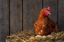Hen Hatching Eggs In Nest Of Straw Inside Chicken Coop