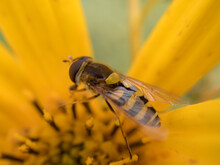 Hoverfly Close Up