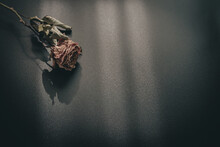Withered Pink Roses On Black Background, Melancholy Concept Despair In Love, Valentine And Unrequited Love, Couple Breakup, Divorce, Loneliness Depression Brings Self-harm, Suicide Prevention Day.