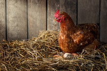 Chicken Hatching Eggs In Nest Of Straw Inside A Wooden Henhouse