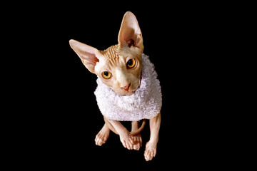 Canvas Print - cat breed canadian sphynx in purple sweater isolated on black