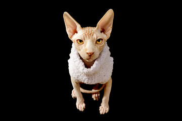 Canvas Print - cat breed canadian sphynx in purple sweater isolated on black