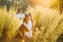 Tricolor Rough Collie, Funny Scottish Collie, Long-haired Collie, English Collie, Lassie Dog Sitting In Green Grass In Sunny Summer Evening. Portrait Dog. Summertime