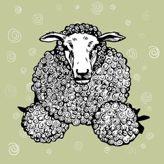 illustration of a sheep