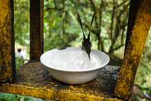 Hummingbird Sits On A White Bowl And Drinks In An Aviary In The Jungle. Blurred Background. Animal Photo Tropical Bird. Wildlife
