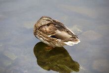Mallard Duck Hiding His Head Under The Wing Standing On Stones In Shallow Water. Female Wild Duck At Autumn Lake