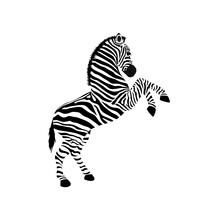 Zebra Design Concept Very Cool