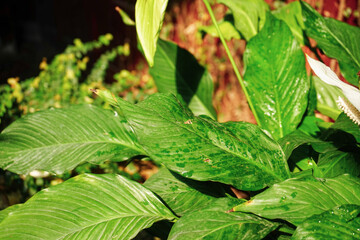 Wall Mural - leaves in the garden