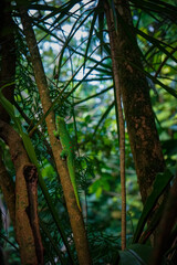 Wall Mural - gecko climbing up a branch in a tropical forest