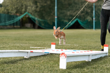 Wall Mural - adorable rabbit bunny jumping over the obstacles during bunny race, green background, pet photography, bunny hop, kaninhop, Symbol of new year 2023, copy space, Easter concept