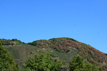 Canvas Print - Moselweinberge über Ürzig