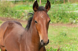 Fototapeta Konie - A brown foal with a white spot on its forehead grazes in a green meadow