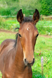 Fototapeta Konie - A brown foal with a white spot on its forehead grazes in a green meadow